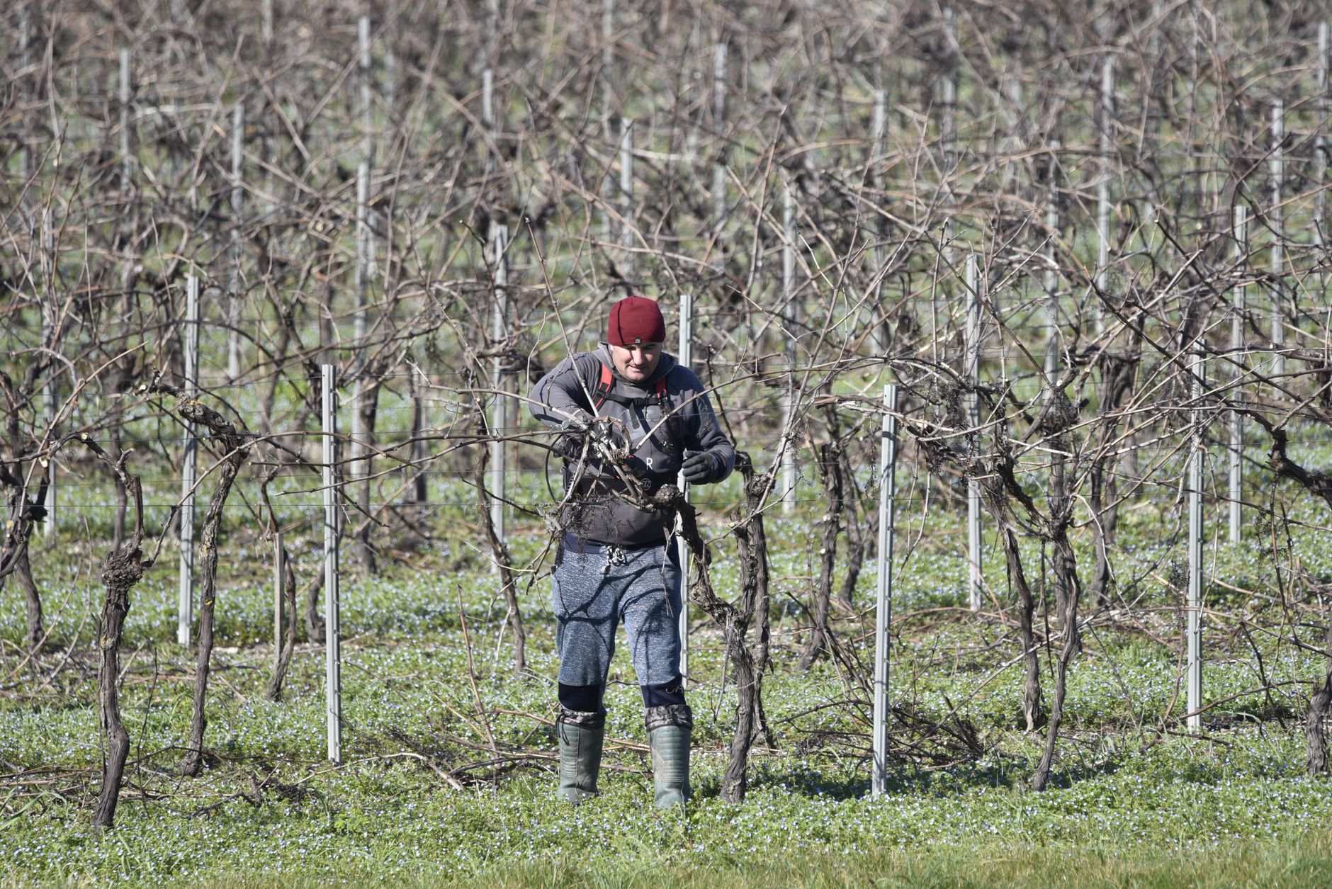 Pruning Vines Winter