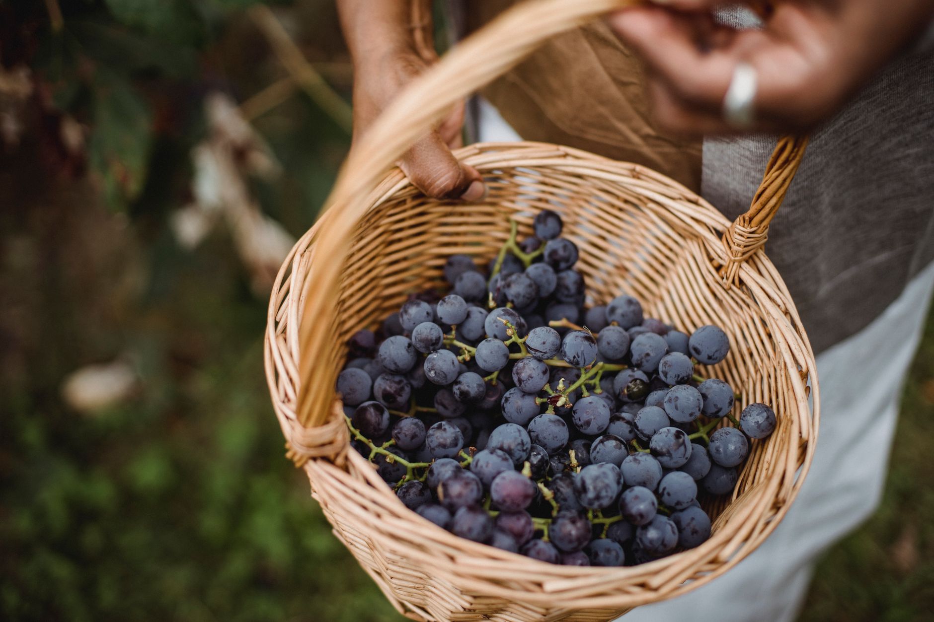 Grape Harvest Basket