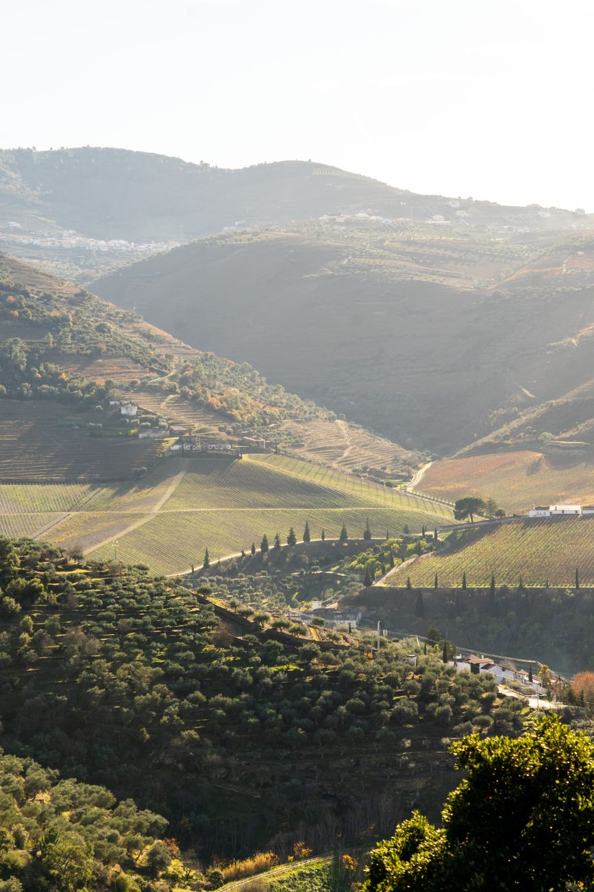 Peaceful countryside view of vineyards and hills under a clear summer sky.