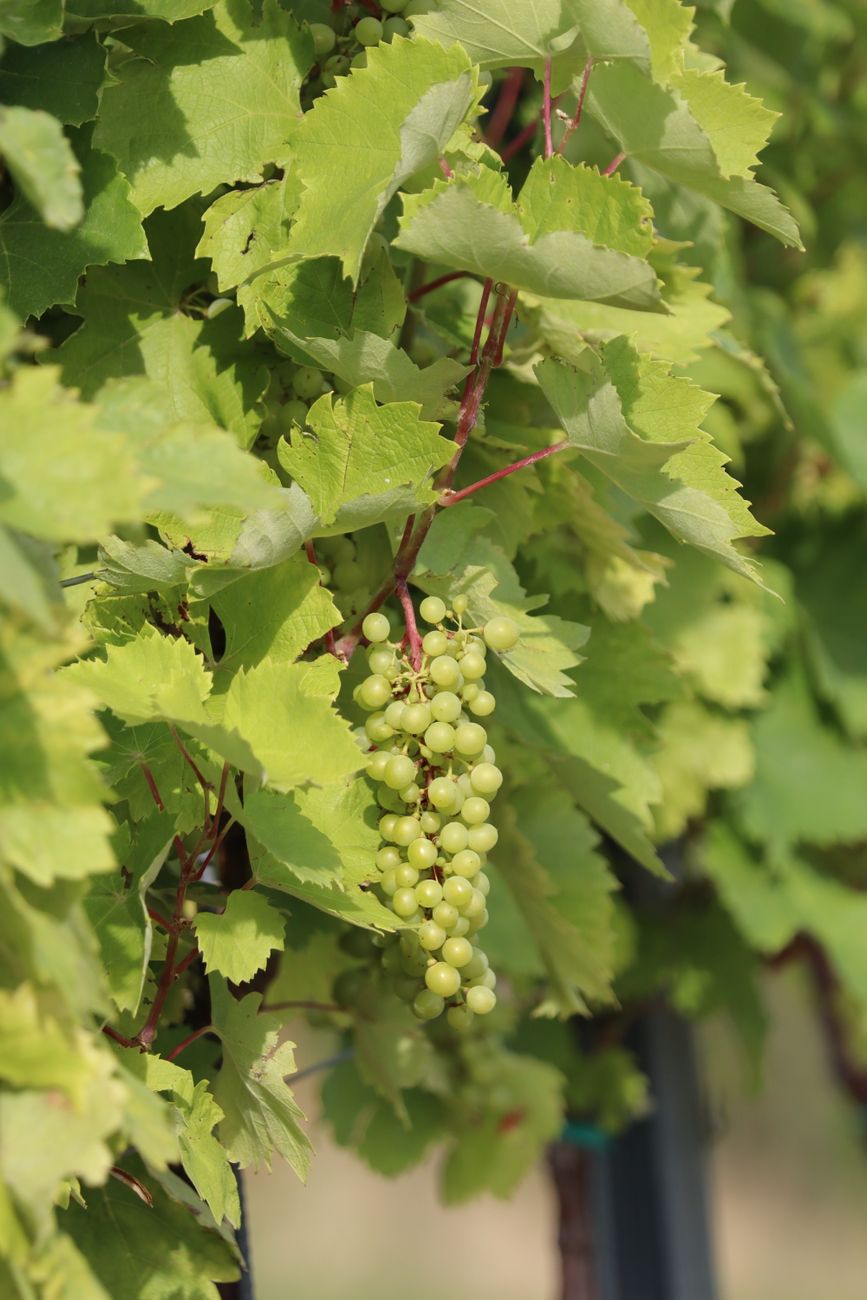 Sunlit green grapes hanging on a vine with lush leaves in a Croatian vineyard.